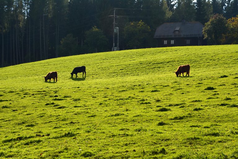 Bio Hochlandrind Familie Sneditz