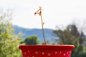 junge Eiche im handbemalten Blumentopf