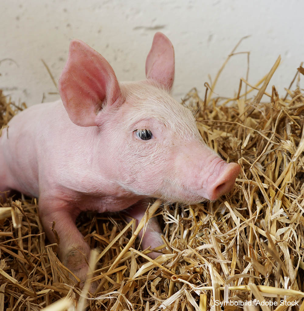 neugieriges Ferkel