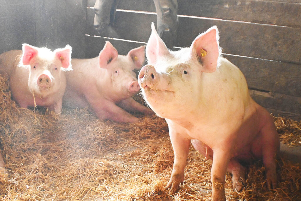 Strohschweine im Stall vom Osttiroler Landwirt Michael Fasching