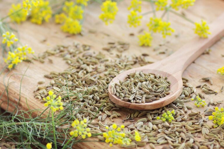 Bio Fenchel vom Gondlhof aus Mühldorf im Mölltal