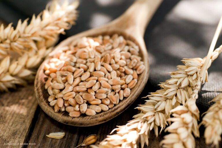 Bio-Weizen oder Bio-Roggen ganzes Korn vom Bio Gondlhof